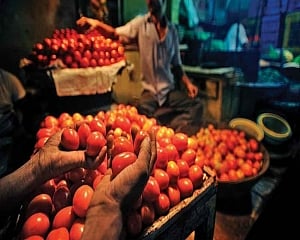 Mother Dairy to sell tomatoes at Rs 40/kg in Delhi to contain price rise