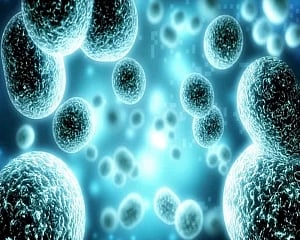 New cell that can heal hearts discovered