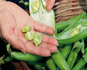 Novel planters for astronauts grow beans in space