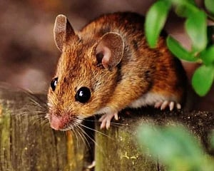 Novel therapy restores youthfulness in mice