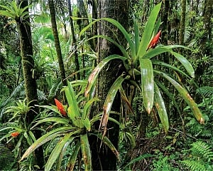 Plant membrane adapted to extract hydrogen fuel from water