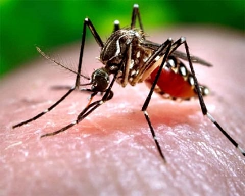 Prior dengue infection may protect against Zika: Study