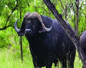 Probe ordered as plastic ends life of Delhi’s last cape buffalo