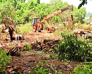 SC stays Aarey tree felling