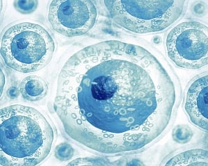Stem cell combo may help from heart attack damage: Study