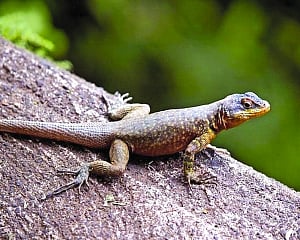 Streetwise urban lizards outperform rural ones