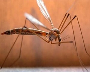 Three-day campaign to raise awareness on dengue, malaria in south Delhi