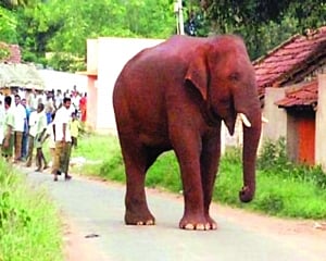 Wild love sneaks up on Chinna’s kumki