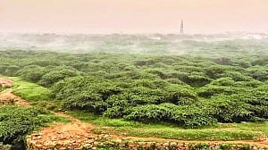 25% of Delhi to have green cover by 2023, plan on anvil
