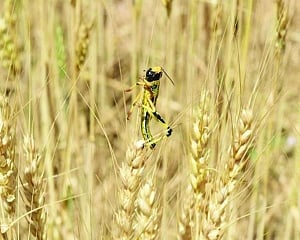 Aerial invasion