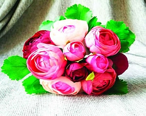 Camellia moves farther north