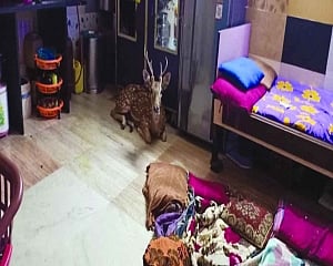 Chased by leopard, deer takes refuge in Mumbai house