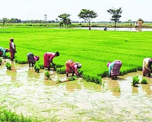 Covid-19 will hit the farm sector