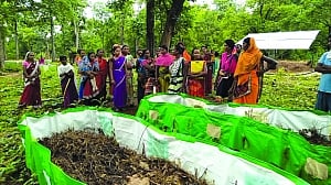 Cow dung changing fortunes