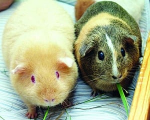 Declare stock within six months: Govt to exotic species owners