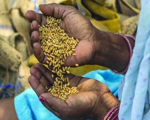 Distribution of foodgrains under PMGKAY-II begins