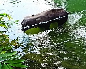 Elephantine problem