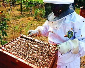 Let it bee