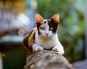 More cats may have COVID-19 than believed: Study