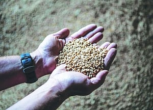 MSP for rabi crops hiked