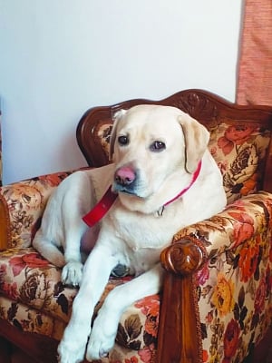 Pets are man’s best friend