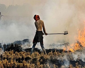 Stubble burning share in Delhi's pollution soars to 42 pc, season's highest