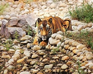 Tigress dies of kidney failure in Delhi zoo, sample sent for coronavirus testing