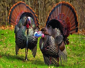 Why we chicken out on turkey