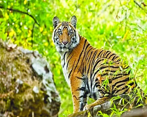 105 tigers die in 2020, 60% in protected zones