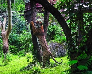 84 royal big cats have died so far this year