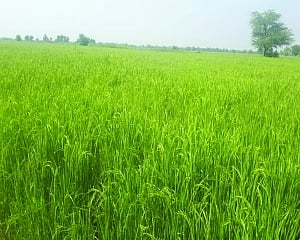 A better alternative to conventional urea