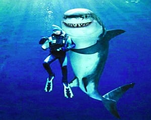 Agony Ant vs Sharks
