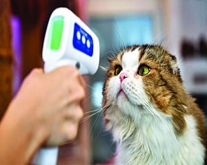 Animals at risk?