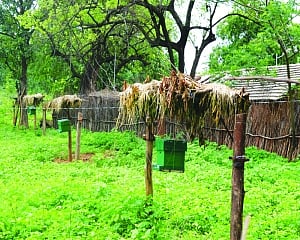Bee fences to avert man-jumbo conflict