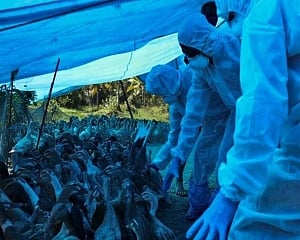 Bird flu confirmed in 7 states; test results of Delhi, Maharashtra samples awaited