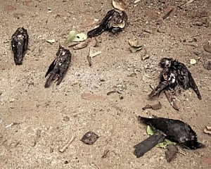 Bird flu confirmed in Delhi, all 8 samples sent to Bhopal lab tested positive: Officials