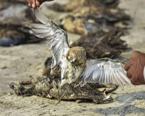 Bird flu confirmed in owl found dead in Delhi zoo