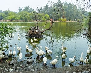 Delhi bans import of live birds, poultry market shut