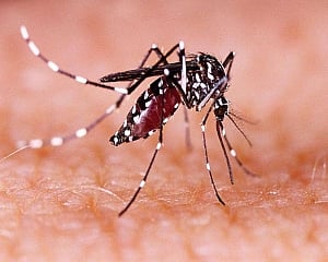 Delhi govt on alert regarding Zika cases in UP: Deputy CM Sisodia