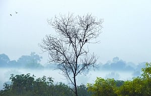 Delhi shuts till Nov 20 to fight toxic air