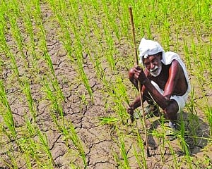 Embrace agroforestry to end agrarian crisis