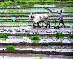 Farm loan waiver: An unhealthy practice