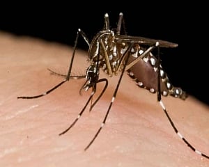 Five more people test positive for Zika virus in Kerala