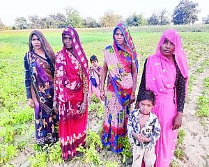 Harvest of Hope