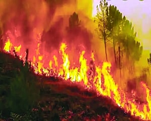 India’s flaming forests play havoc