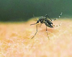Maha reports first Zika virus case, Centre rushes team