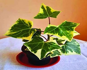 NatureTalk