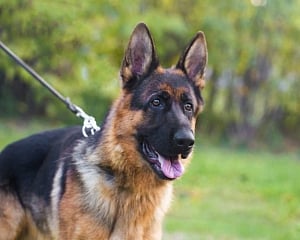 New UK study indicates trained dogs could sniff out COVID-19 infections