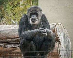 Oldest male chimpanzee in US dies at San Francisco zoo