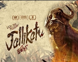 Oscars 2021: 'Jallikattu' exits international feature race, short film 'Bittu' moves to next round